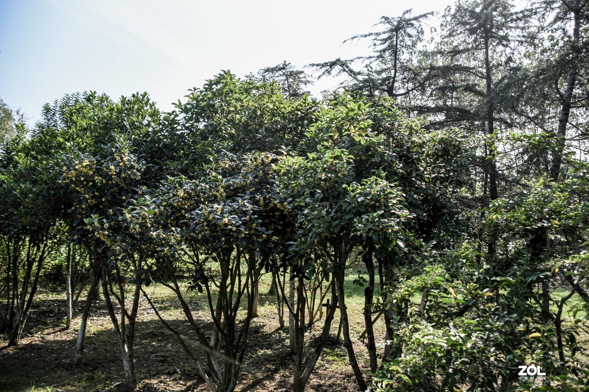 庐州漫记（316）塘西河公园祝大平原版主和师友健康平安燕赵板块红红火火