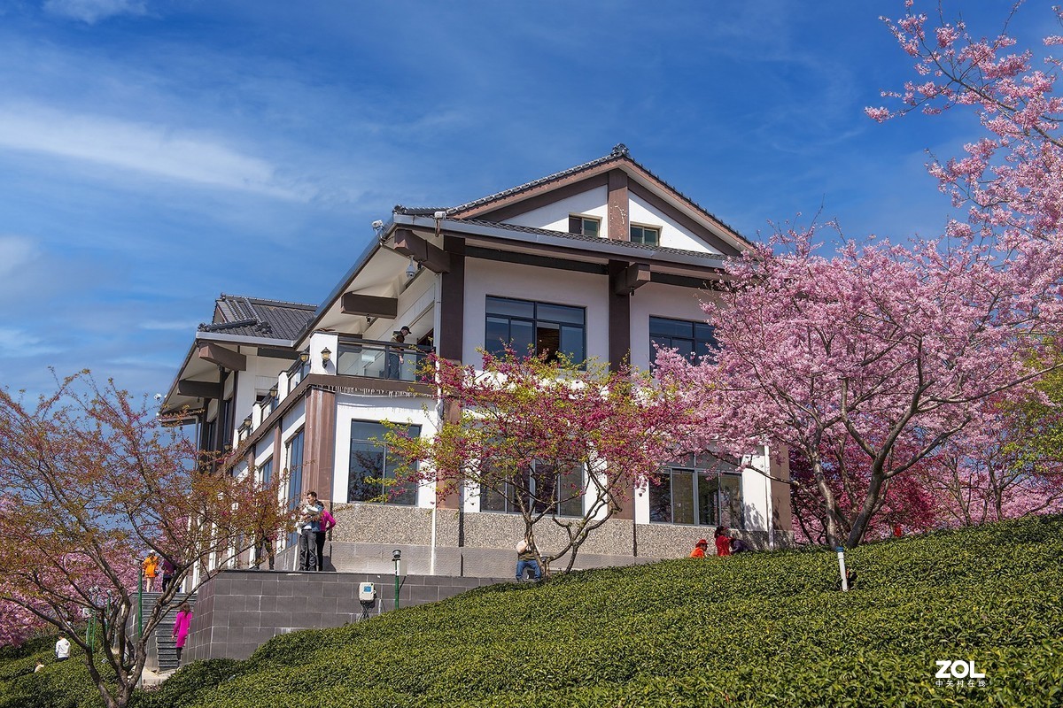 樱花绽放永福茶园（二）