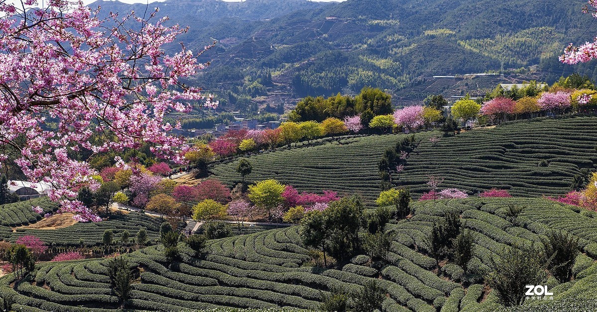 樱花绽放永福茶园（二）