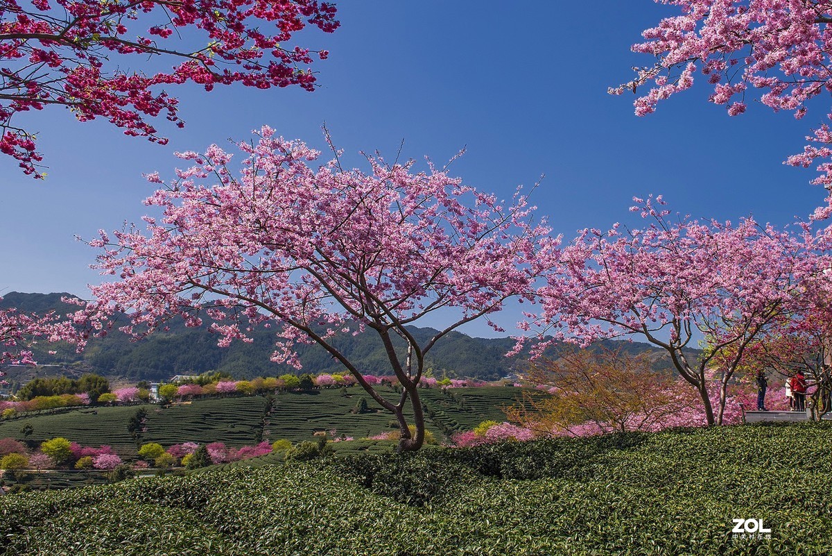 樱花绽放永福茶园（二）