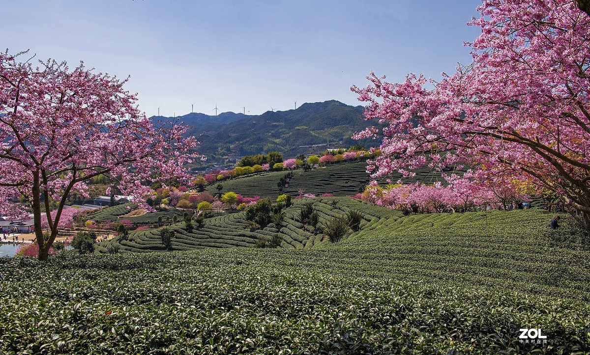 樱花绽放永福茶园（二）