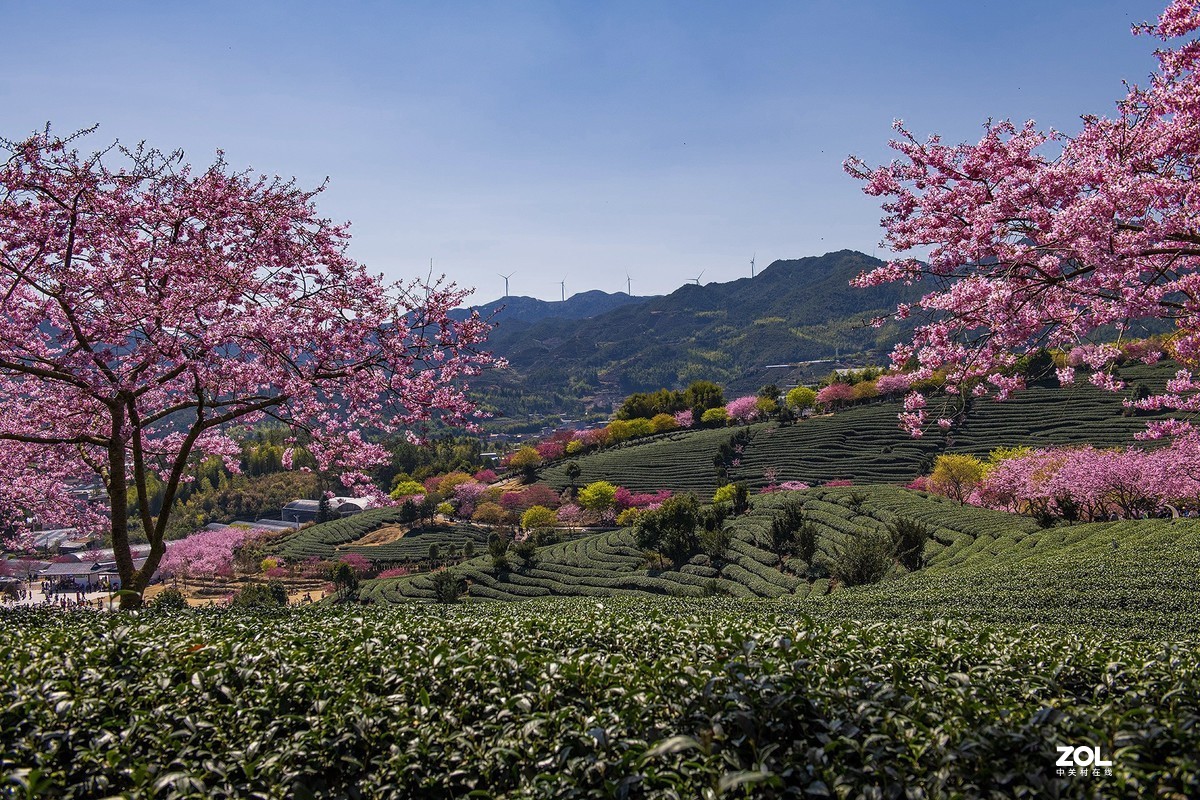 樱花绽放永福茶园（二）