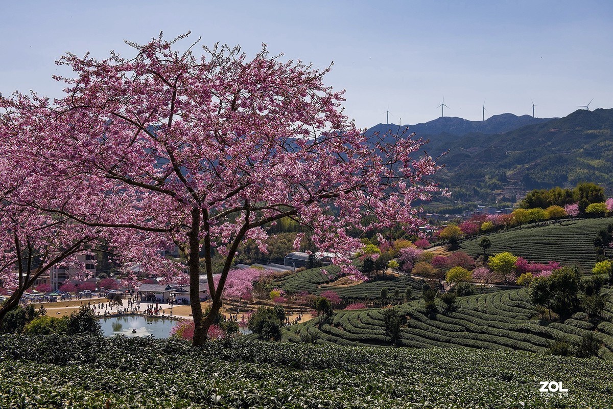 樱花绽放永福茶园（二）