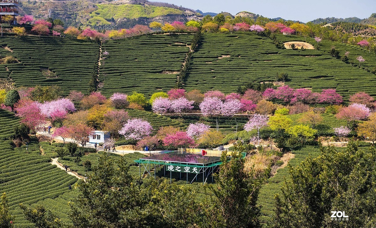 樱花绽放永福茶园（二）