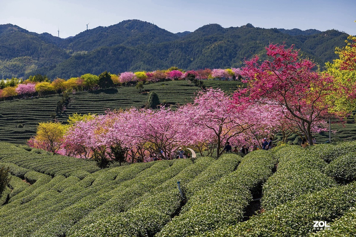 樱花绽放永福茶园（三）