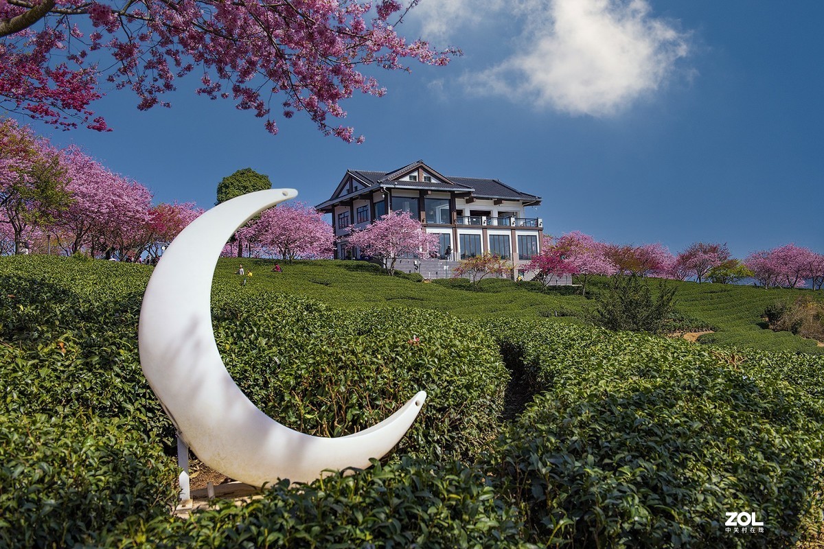 樱花绽放永福茶园（三）