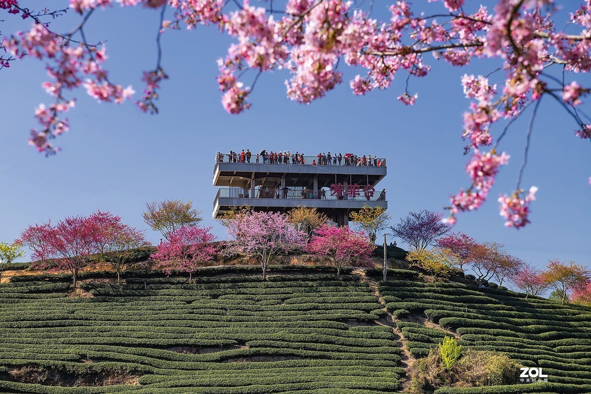 樱花绽放永福茶园（三）