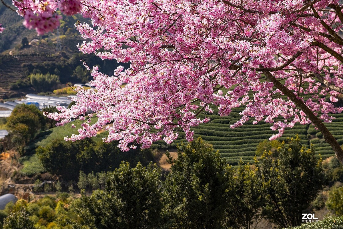 樱花绽放永福茶园（三）