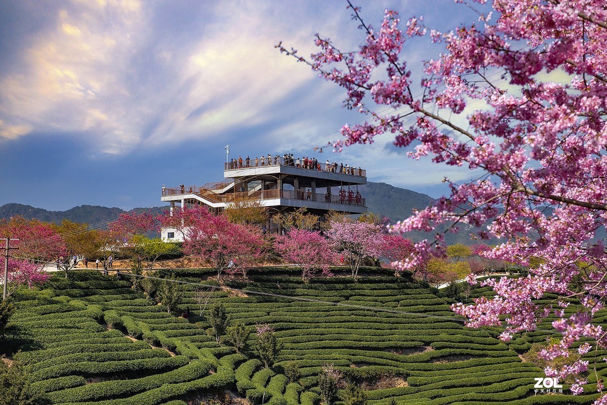 樱花绽放永福茶园（三）