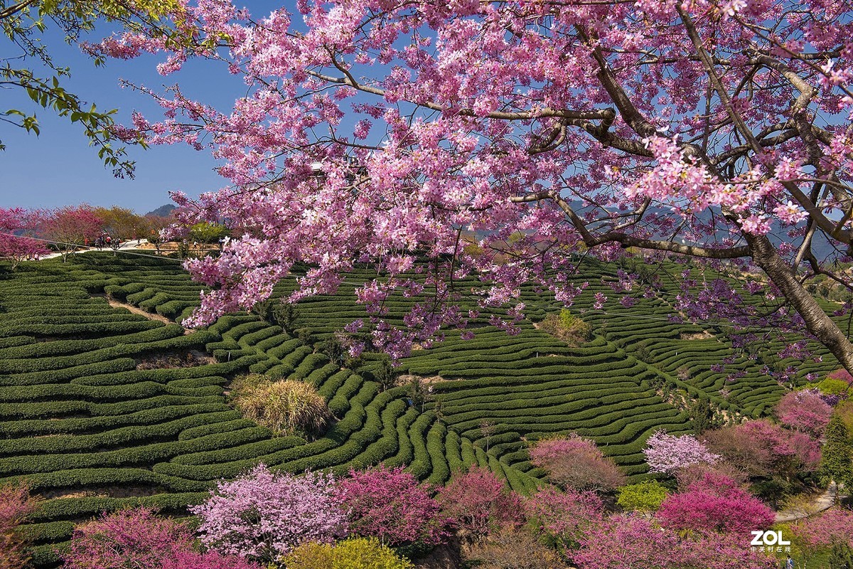 樱花绽放永福茶园（三）