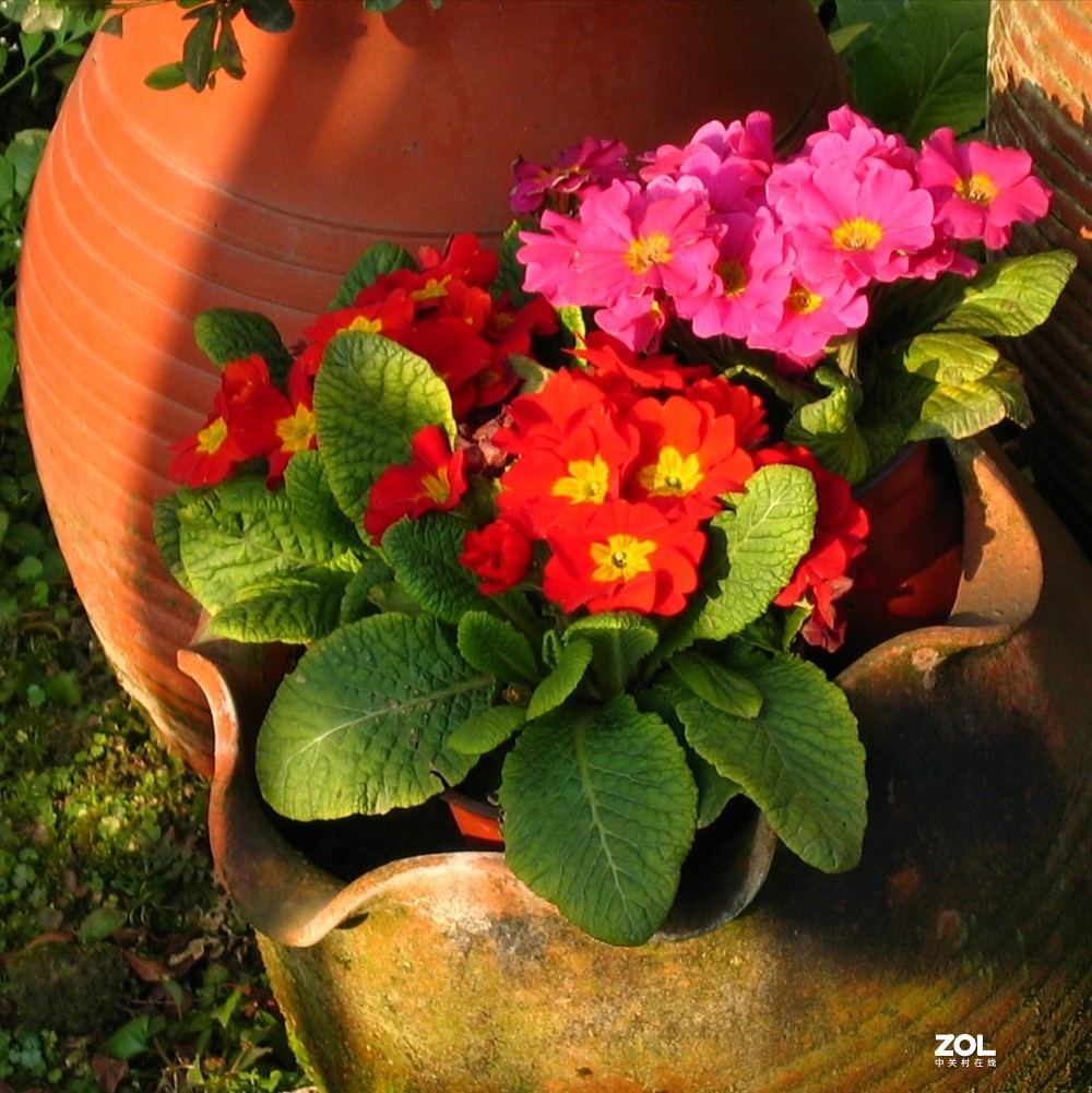 佳能Canon digital ixus500