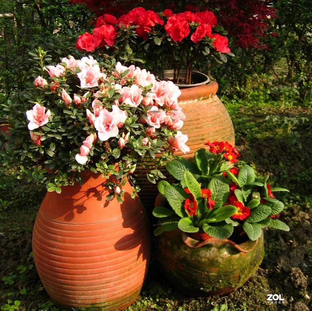 佳能Canon digital ixus500