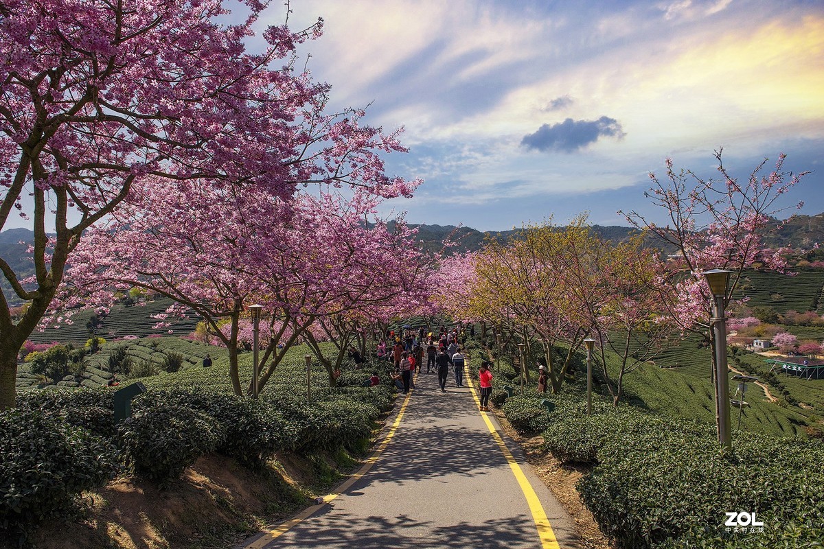 樱花绽放永福茶园（二）