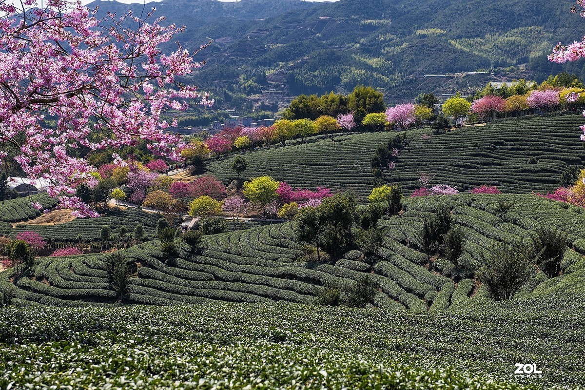 樱花绽放永福茶园（二）