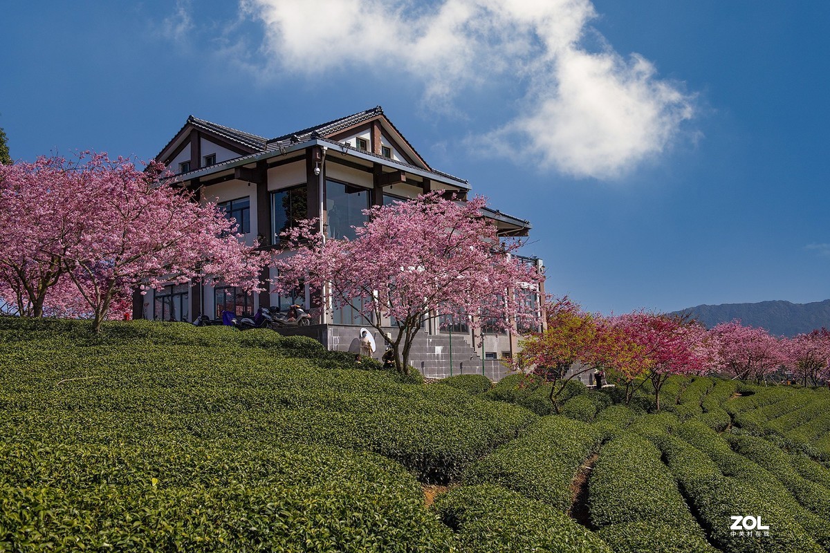 樱花绽放永福茶园（二）