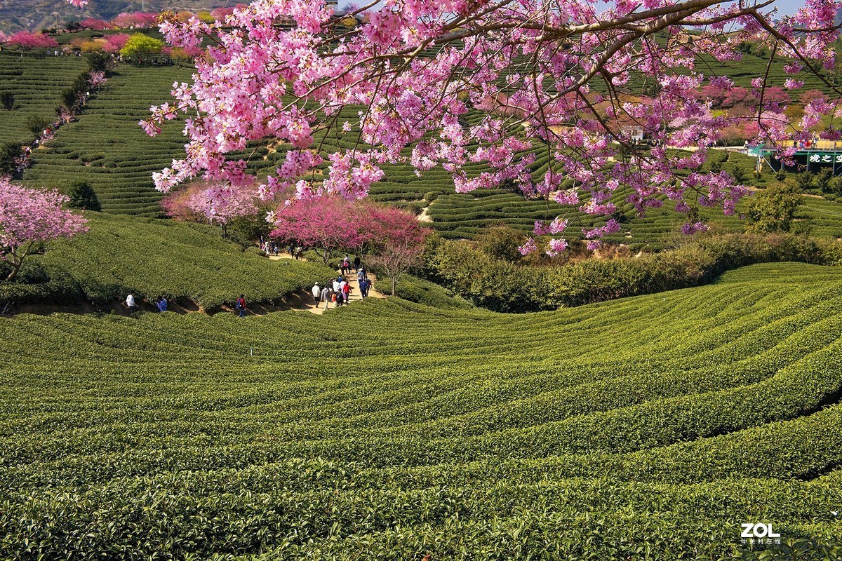 樱花绽放永福茶园（三）