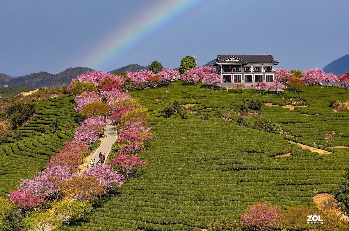 樱花绽放永福茶园（三）