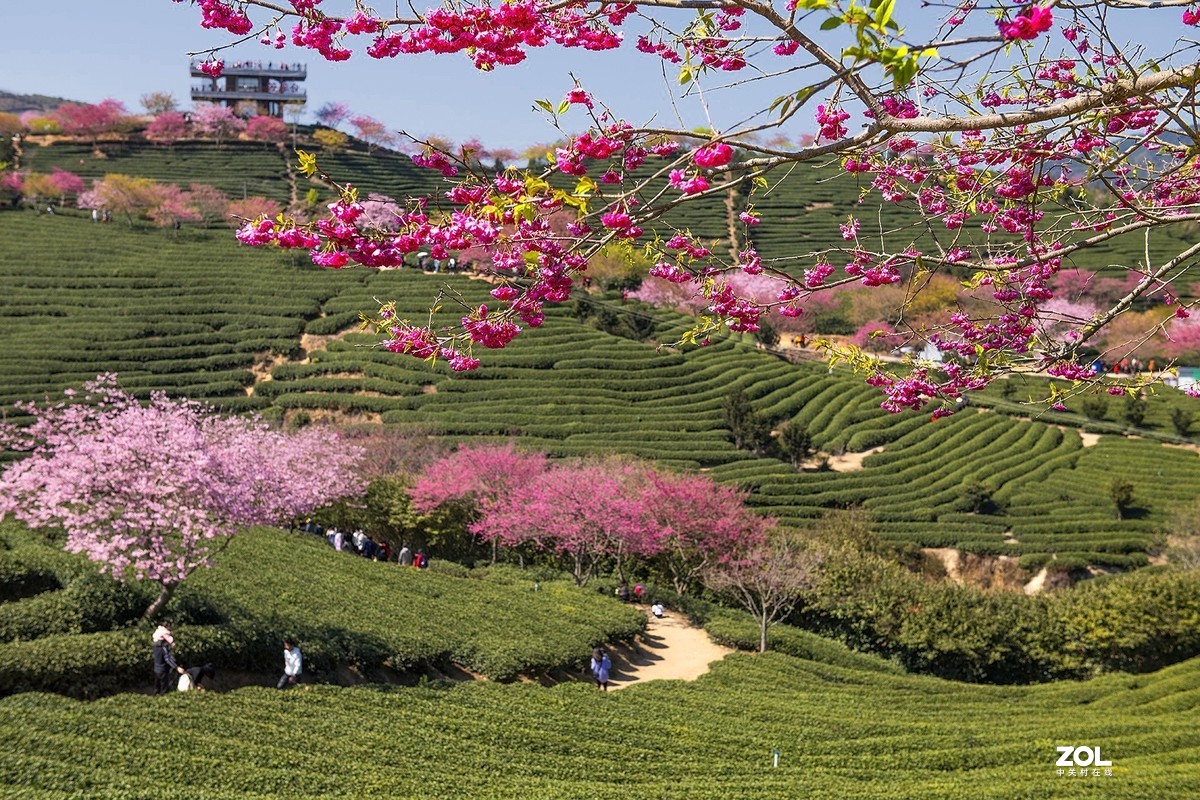 樱花绽放永福茶园（三）