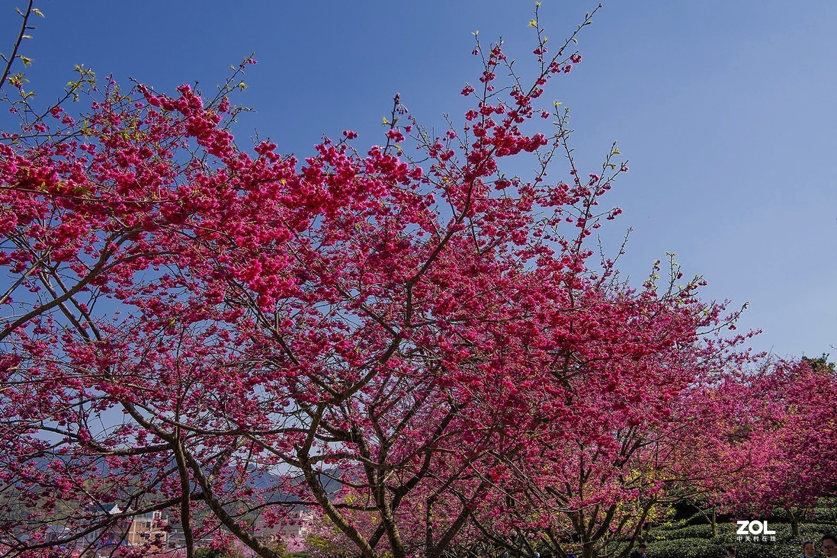 樱花绽放永福茶园（三）