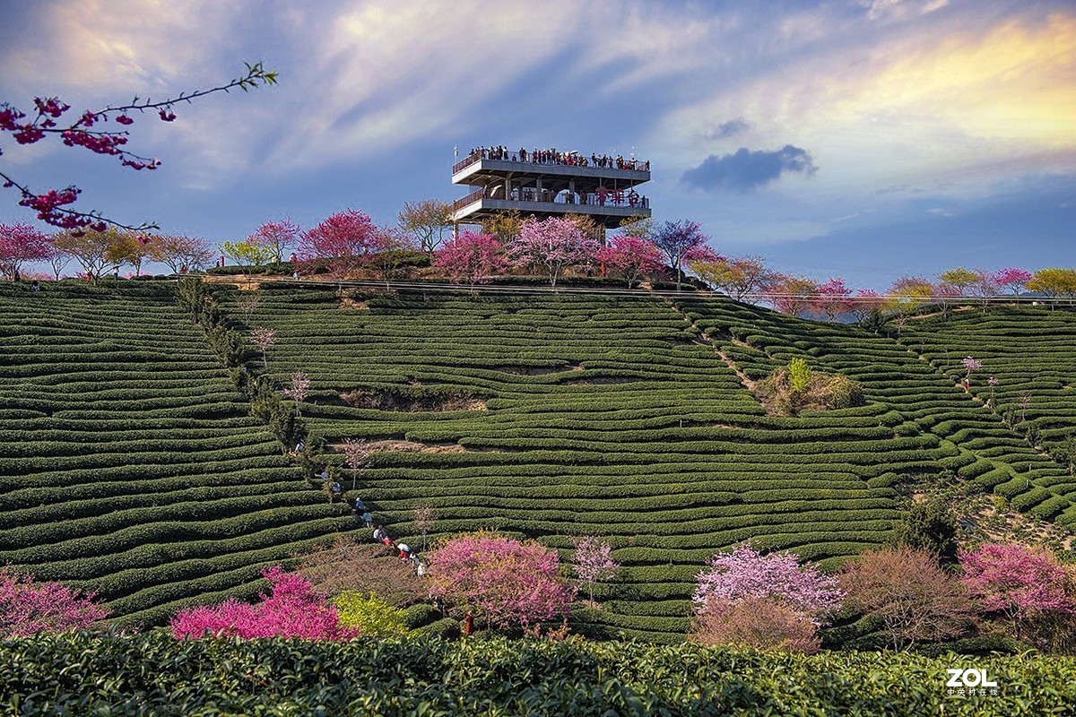 樱花绽放永福茶园（三）