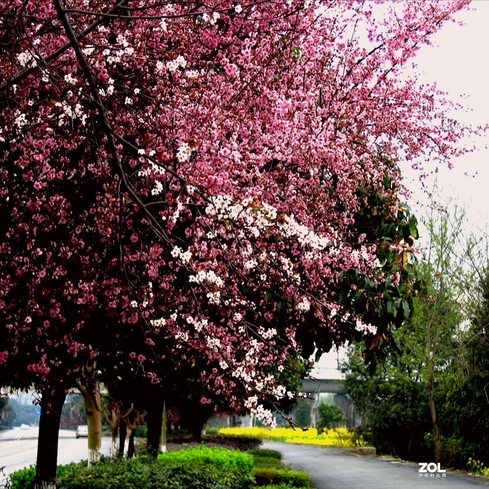 佳能Canon digital ixus500