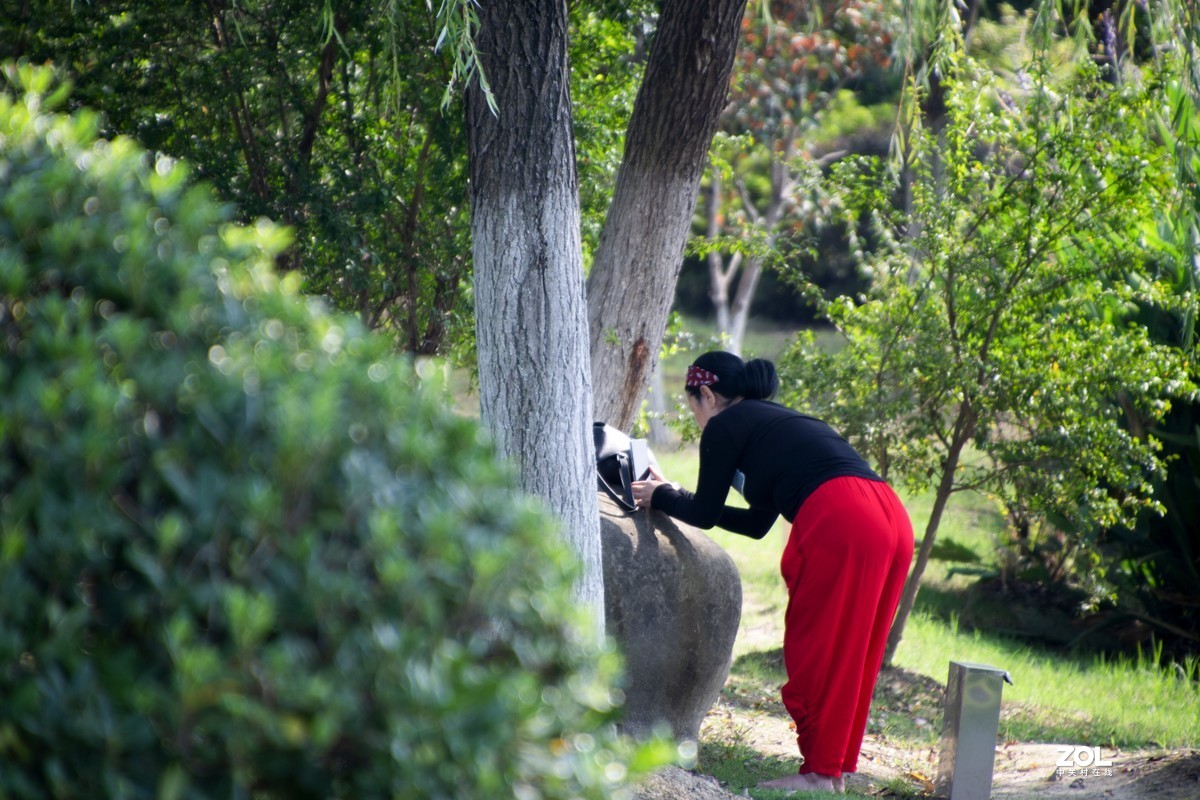 庐州漫记（316）塘西河公园祝大平原版主和师友健康平安燕赵板块红红火火