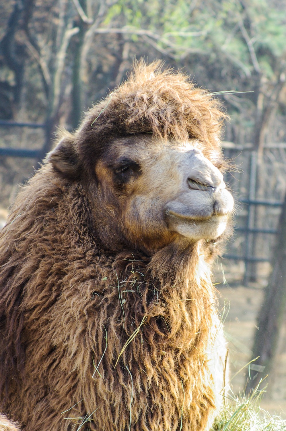 动物------羊驼、长颈鹿等
