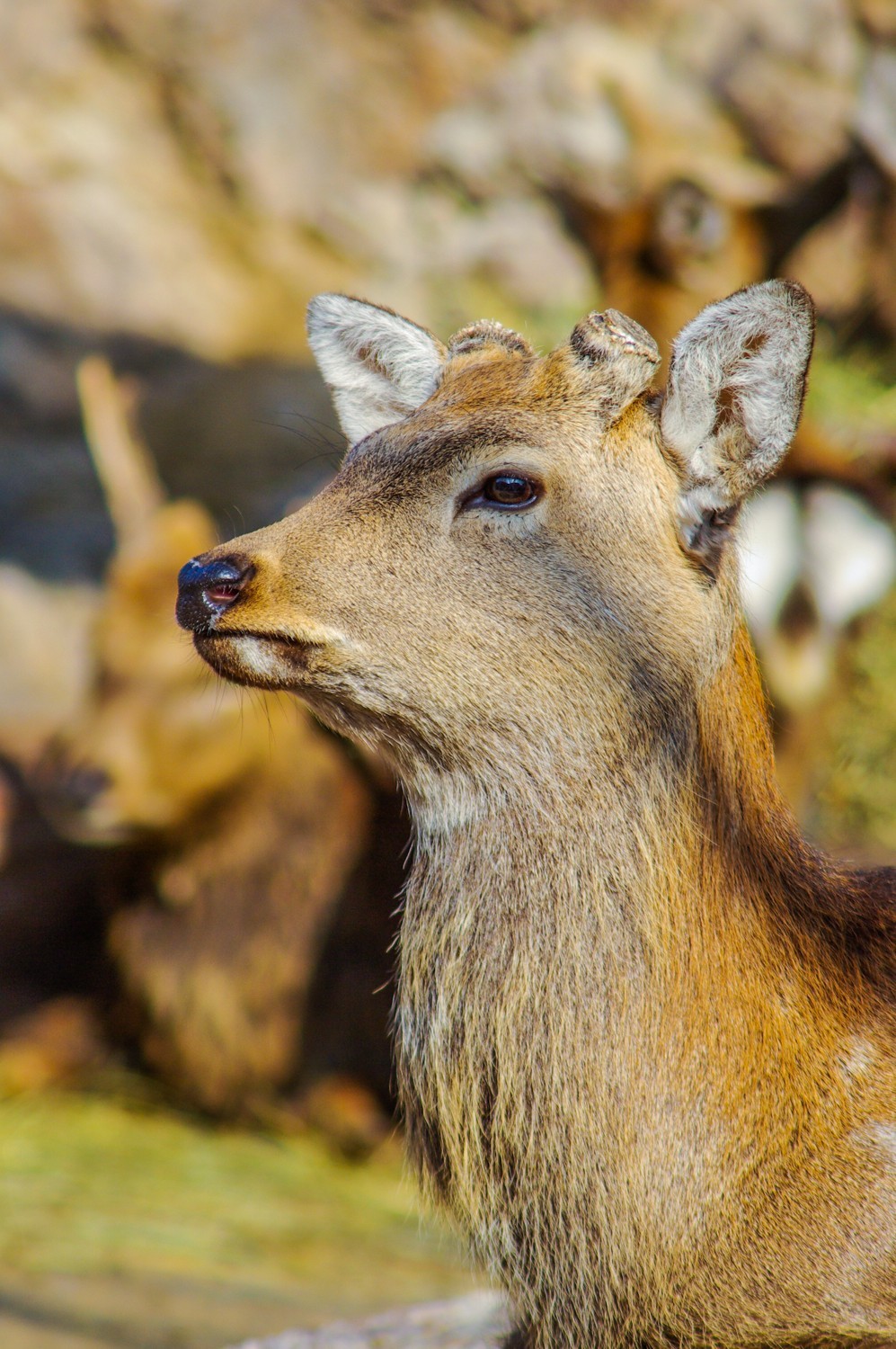 动物------羊驼、长颈鹿等