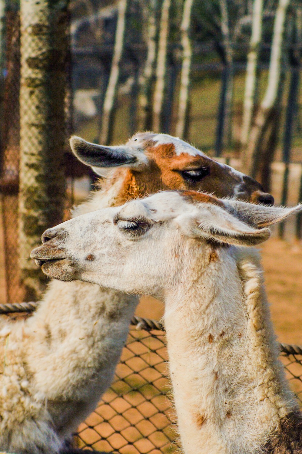 动物------羊驼、长颈鹿等
