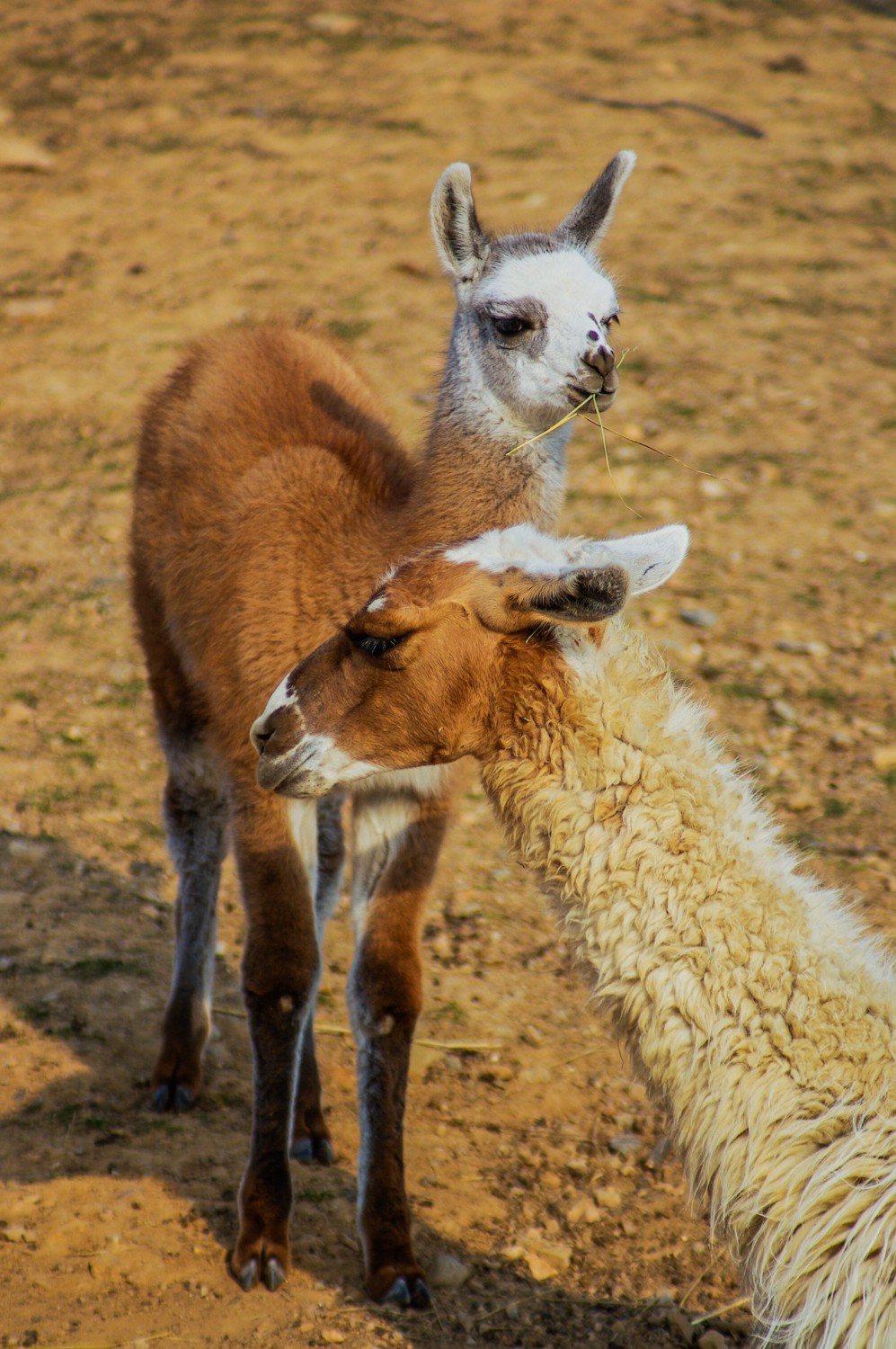 动物------羊驼、长颈鹿等