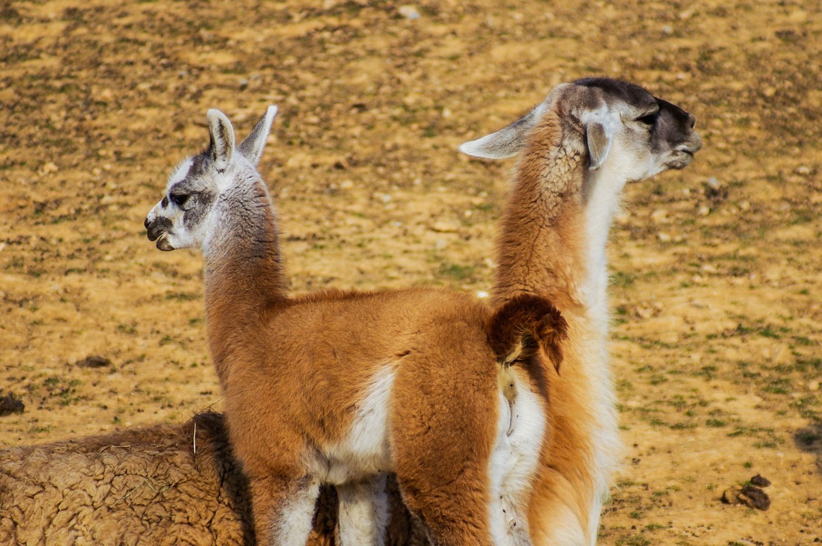 动物------羊驼、长颈鹿等