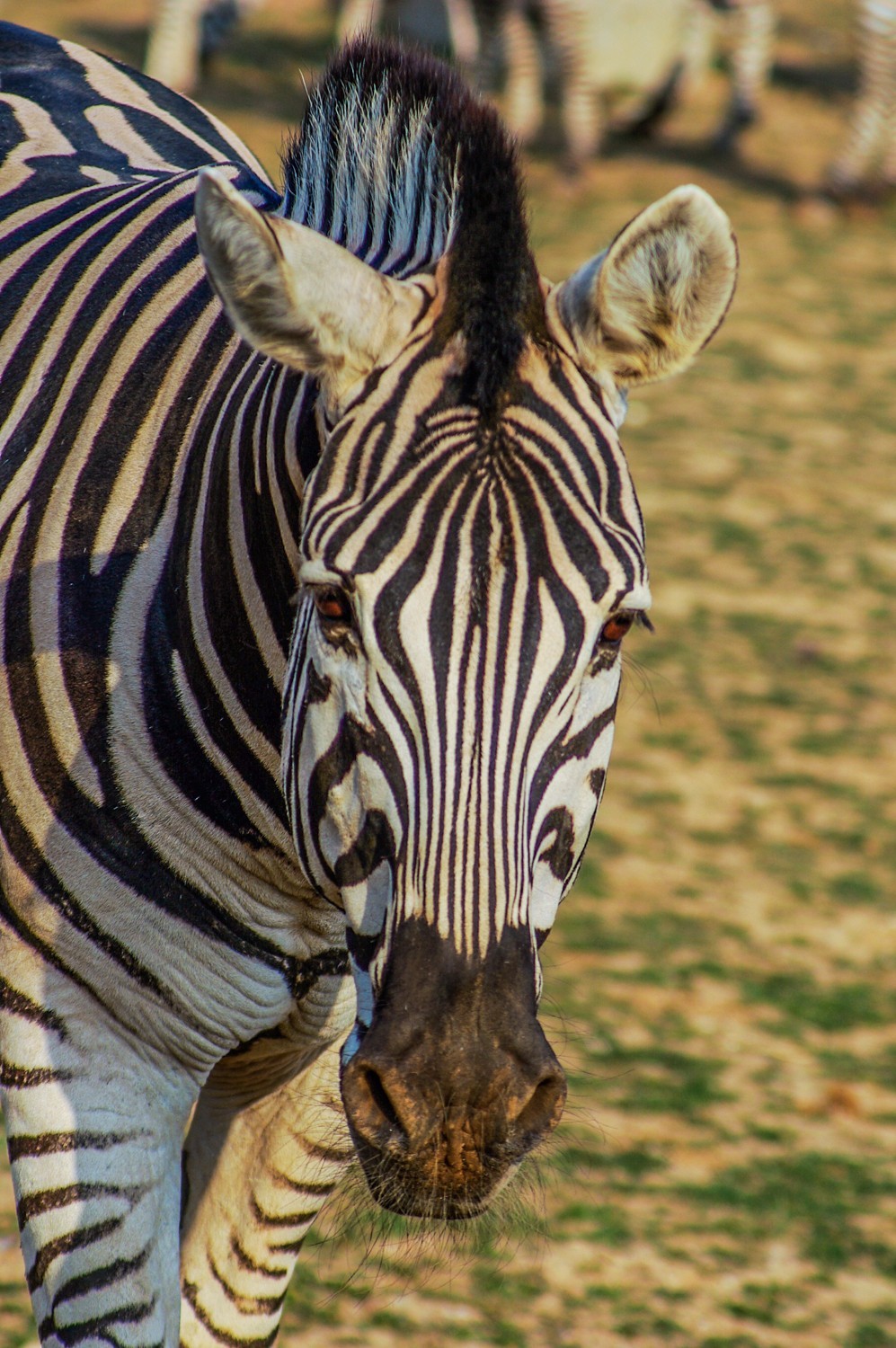 动物------羊驼、长颈鹿等
