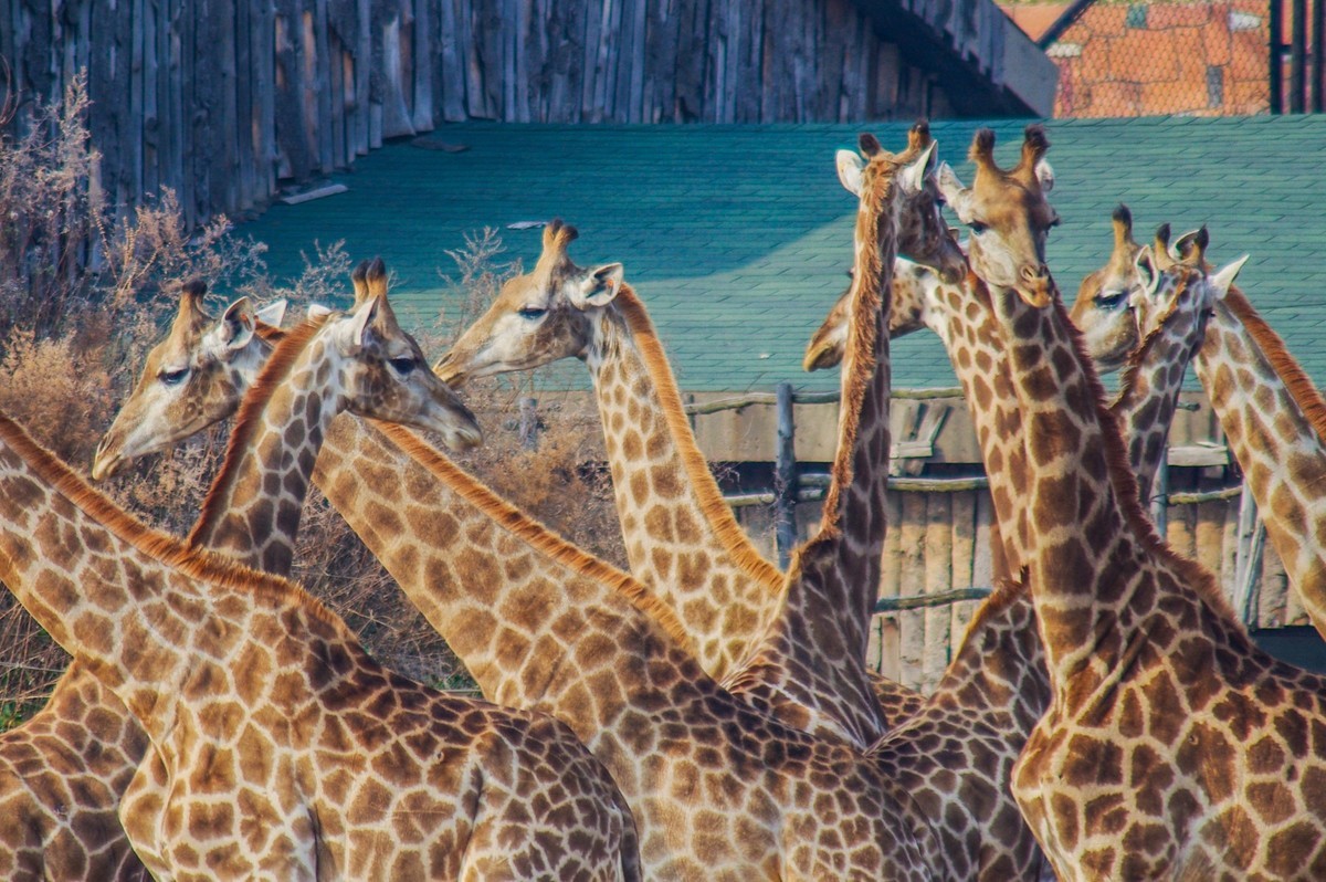 动物------羊驼、长颈鹿等