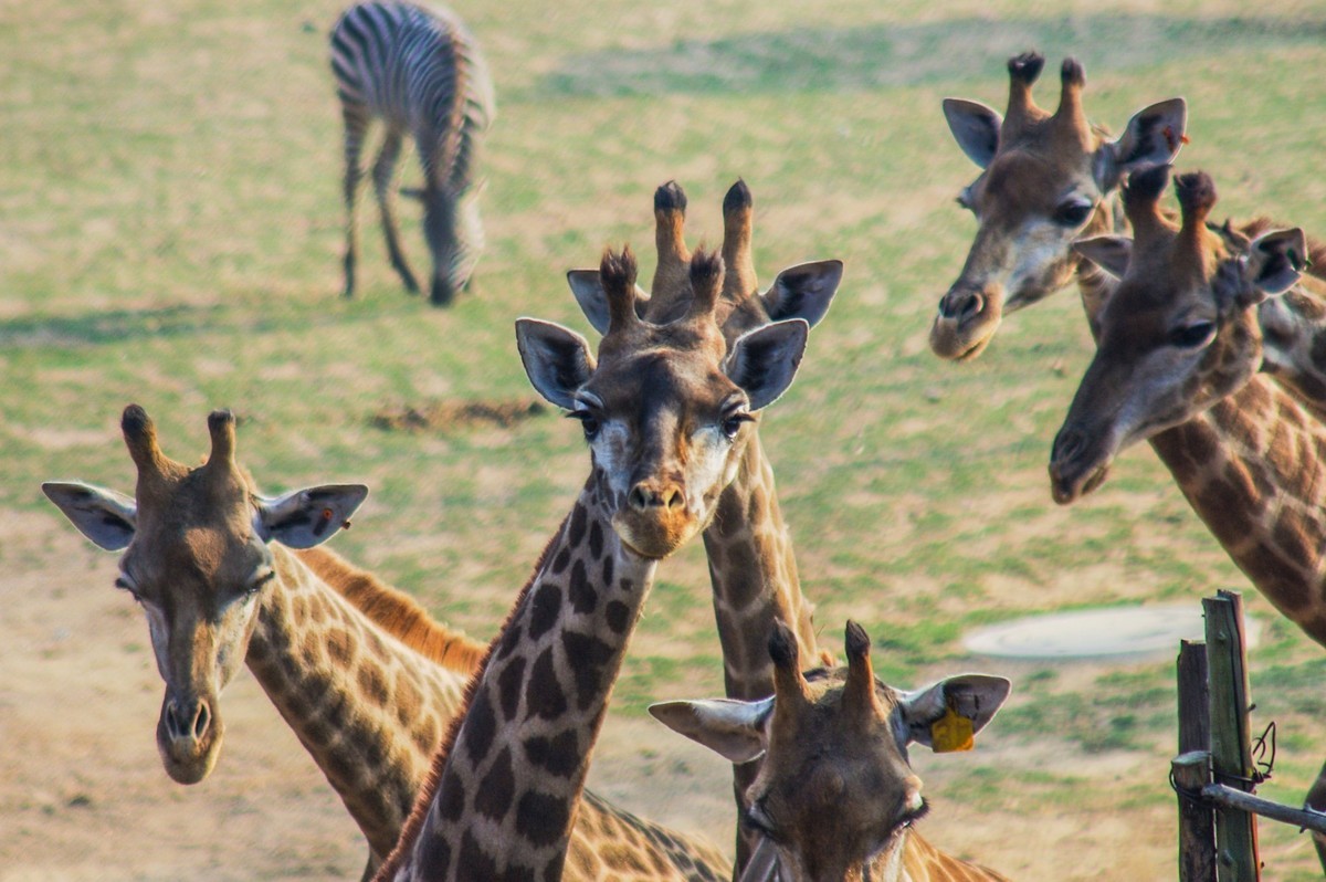 动物------羊驼、长颈鹿等