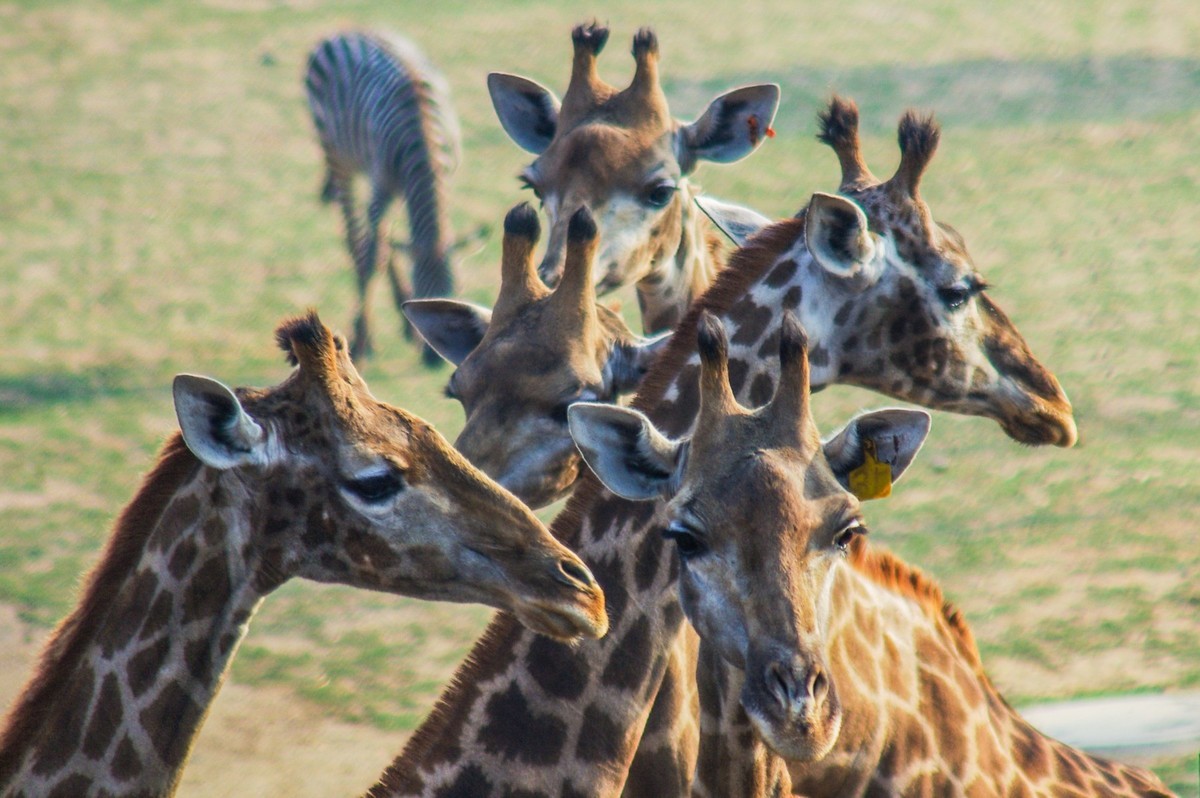 动物------羊驼、长颈鹿等