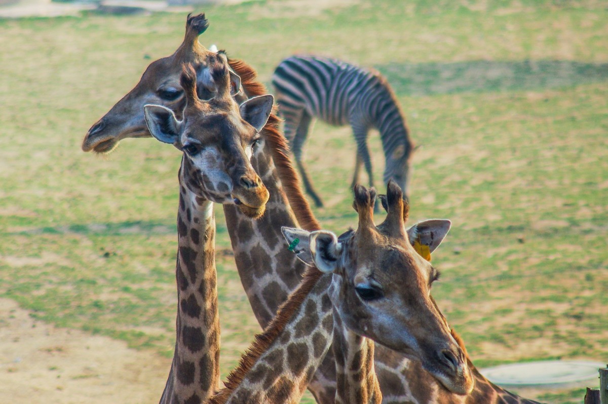 动物------羊驼、长颈鹿等