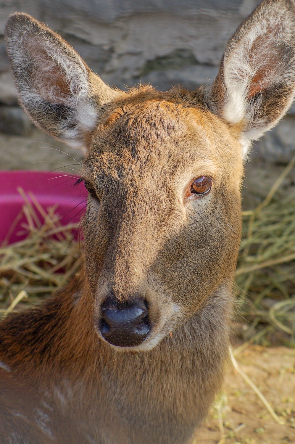 动物------羊驼、长颈鹿等