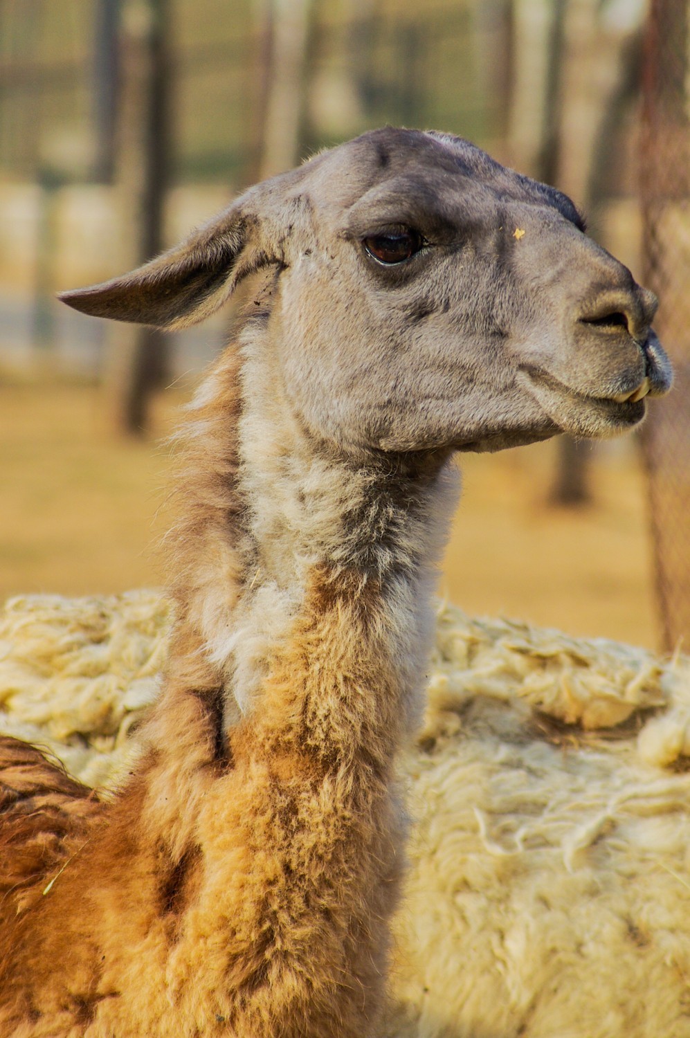 动物------羊驼、长颈鹿等