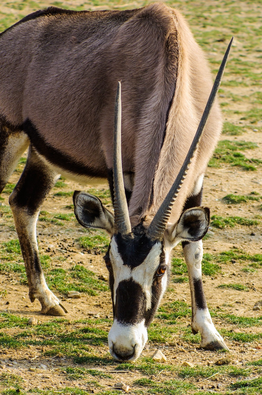 动物------羊驼、长颈鹿等