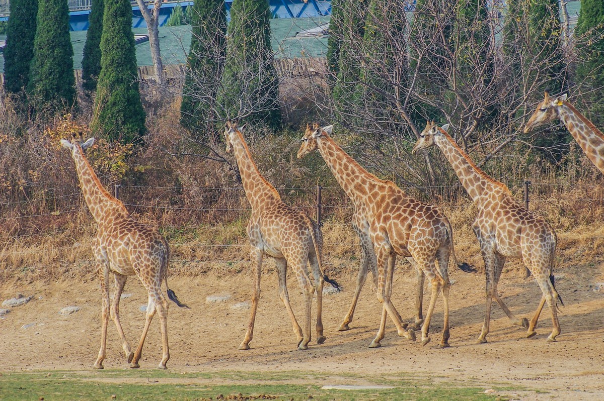 动物------羊驼、长颈鹿等