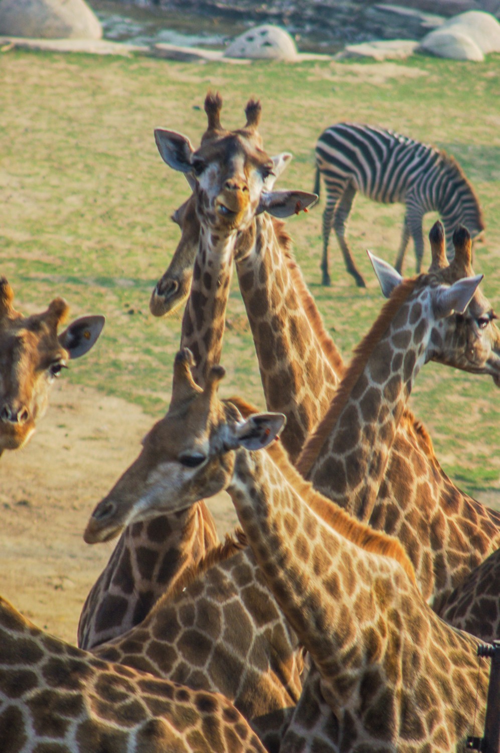 动物------羊驼、长颈鹿等
