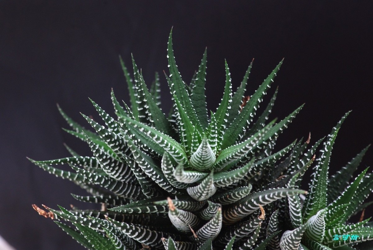 K200D宅家随拍肉肉