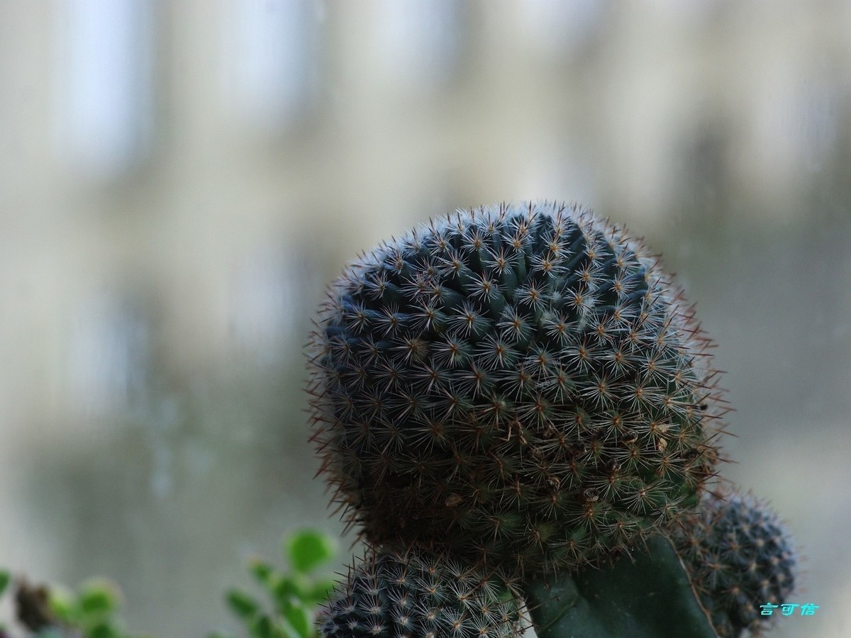 K200D宅家随拍肉肉