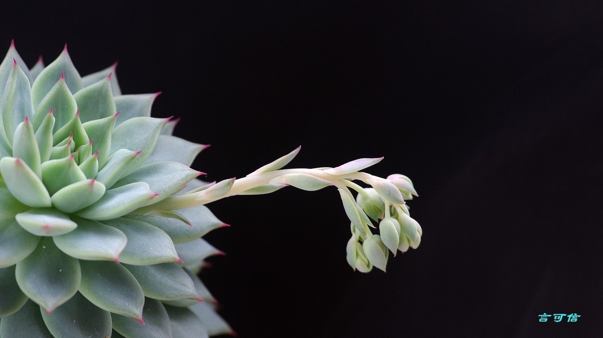 K200D宅家随拍肉肉