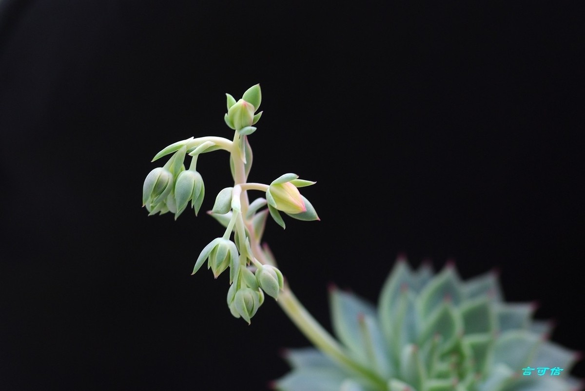 K200D宅家随拍肉肉