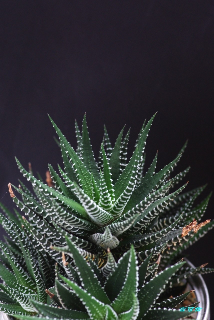 K200D宅家随拍肉肉