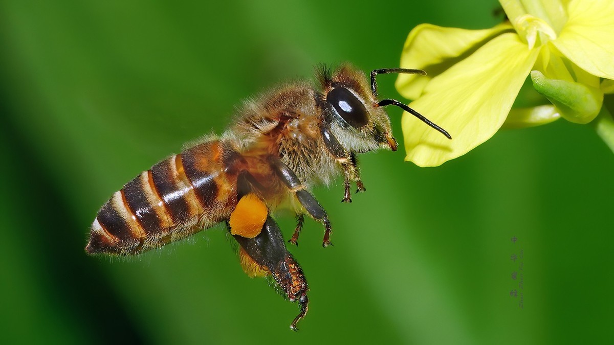 中华蜜蜂