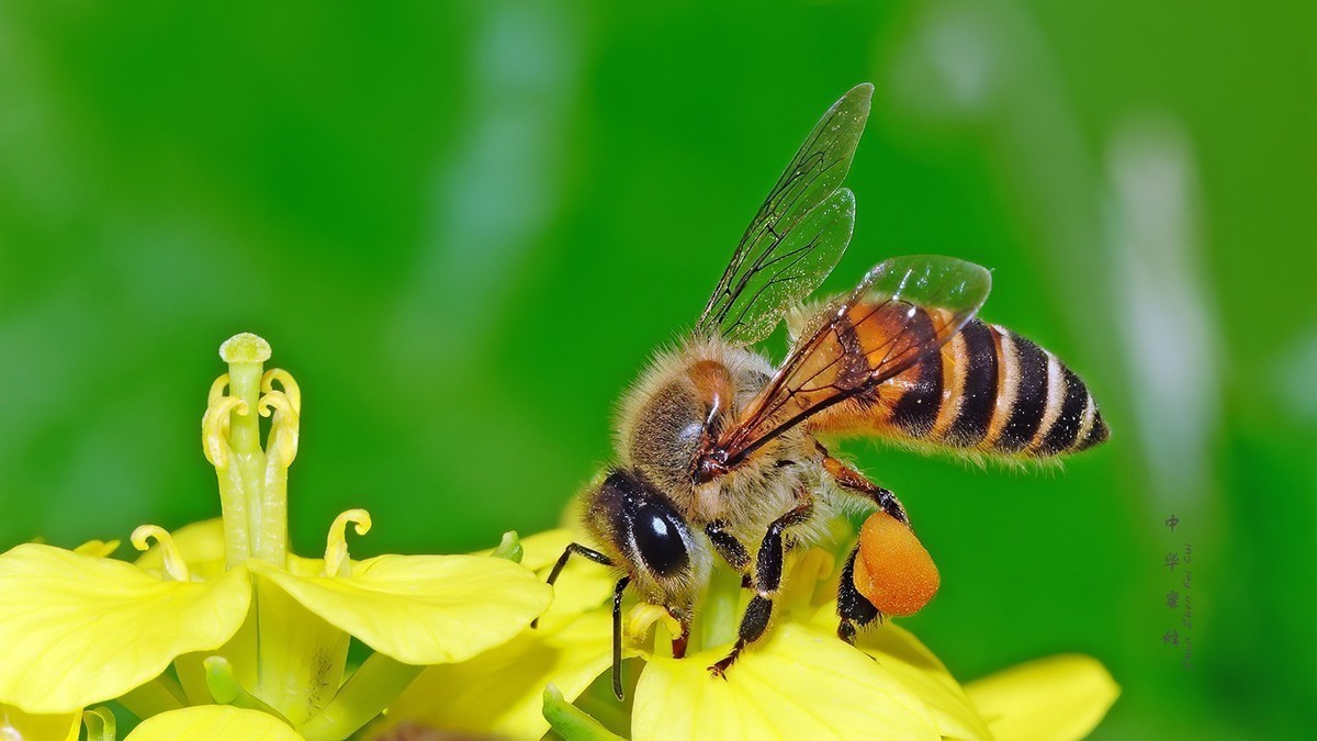 中华蜜蜂
