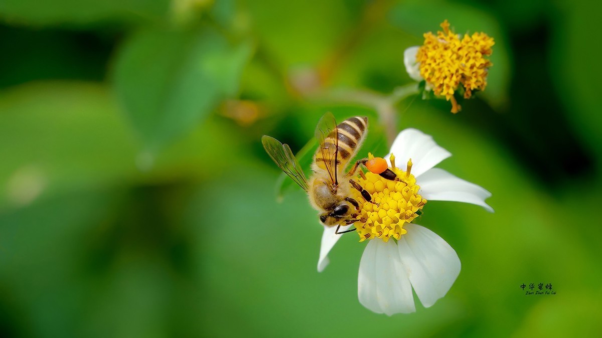中华蜜蜂