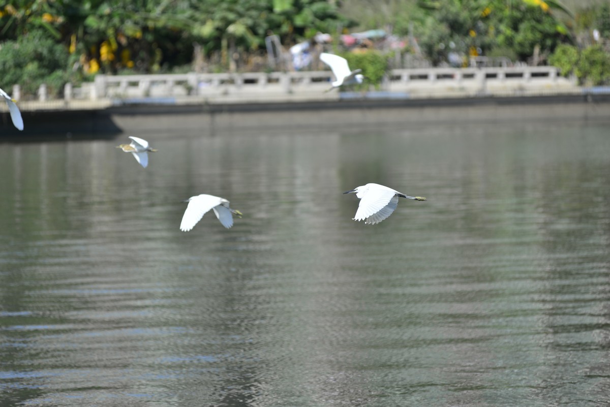 小钢炮打鸟白鹭